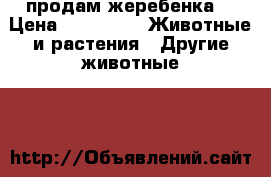 продам жеребенка  › Цена ­ 25 000 -  Животные и растения » Другие животные   